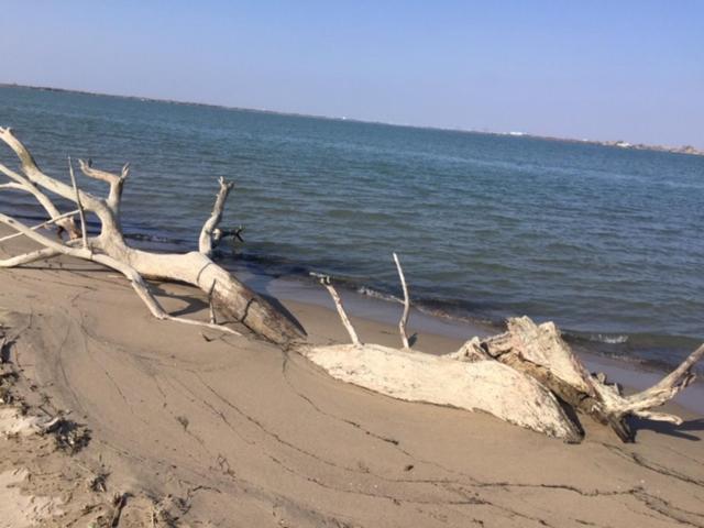 La Salamandre De Camargue Salin-de-Giraud Buitenkant foto
